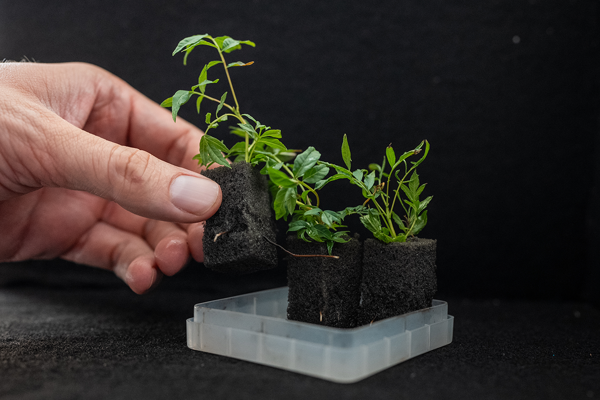 Hand holding a pistachio seedling