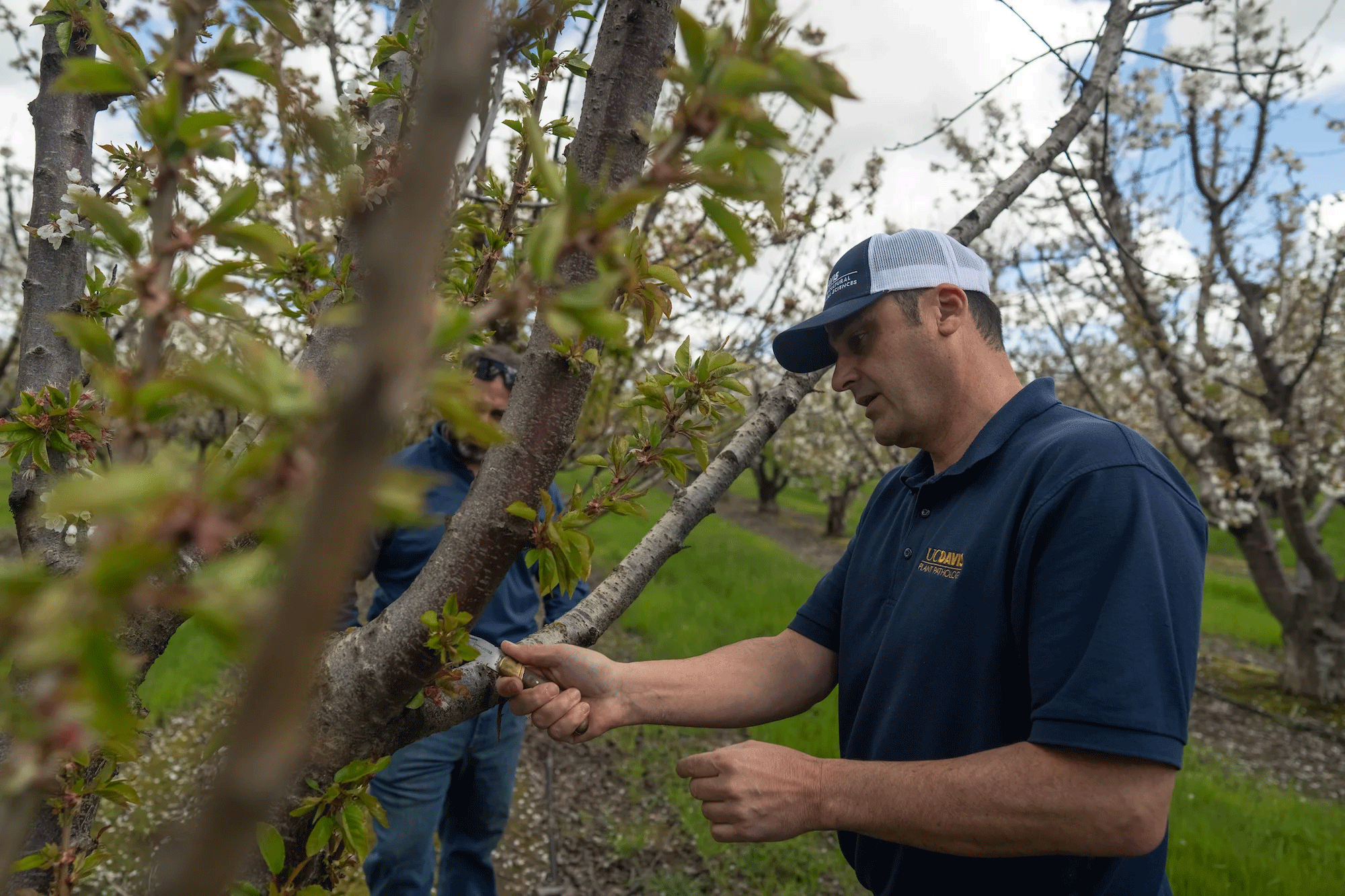 UC Davis Plant Pathologist Florent Trouillas examines an cherry tree in Lodi for potential pathogens. (Jael Mackendorf/UC Davis)