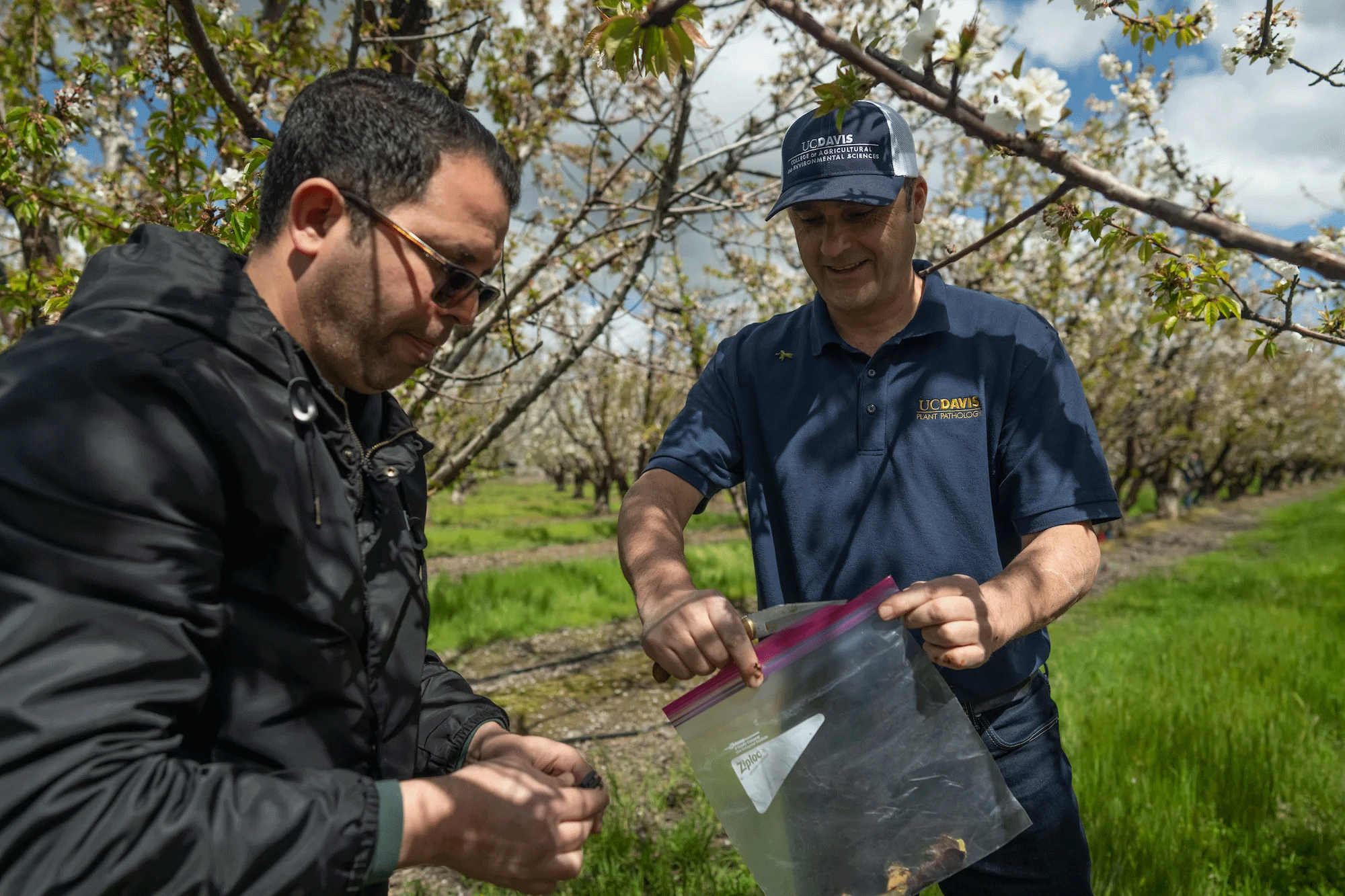 Mohamed Nouri, an Orchard Systems Advisor for UC Cooperative Extension San Joaquin County, and UC Davis Plant Pathologist Florent Trouillas gather samples in a cherry orchard in Lodi showing signs of bacterial canker. (Jael Mackendorf/UC Davis)