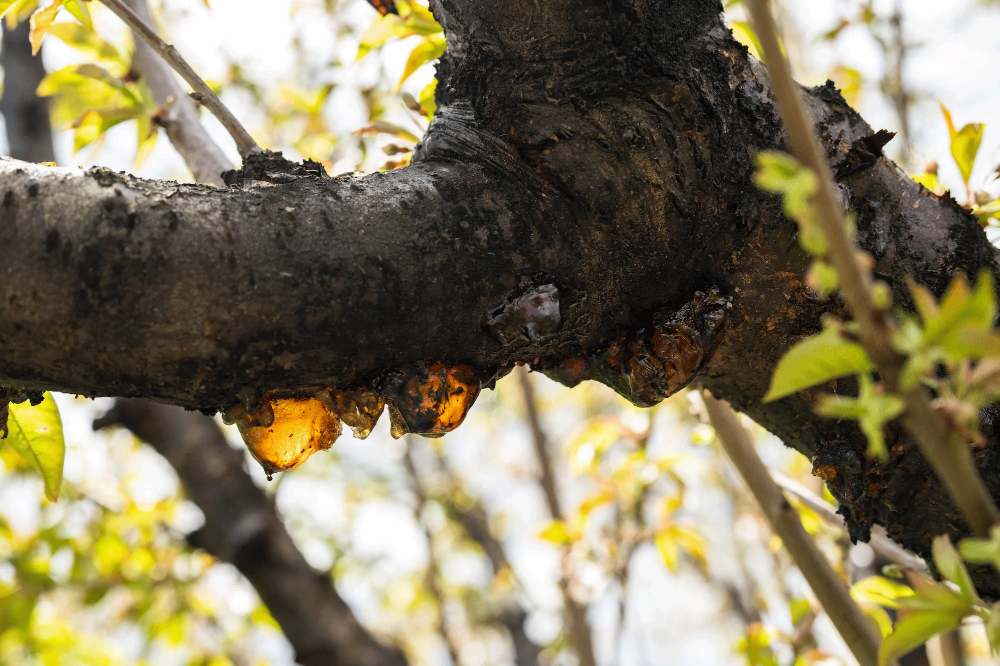 A cherry tree showing signs of gumming from a bacterial canker in a Lodi orchard.  (Jael Mackendorf/UC Davis)