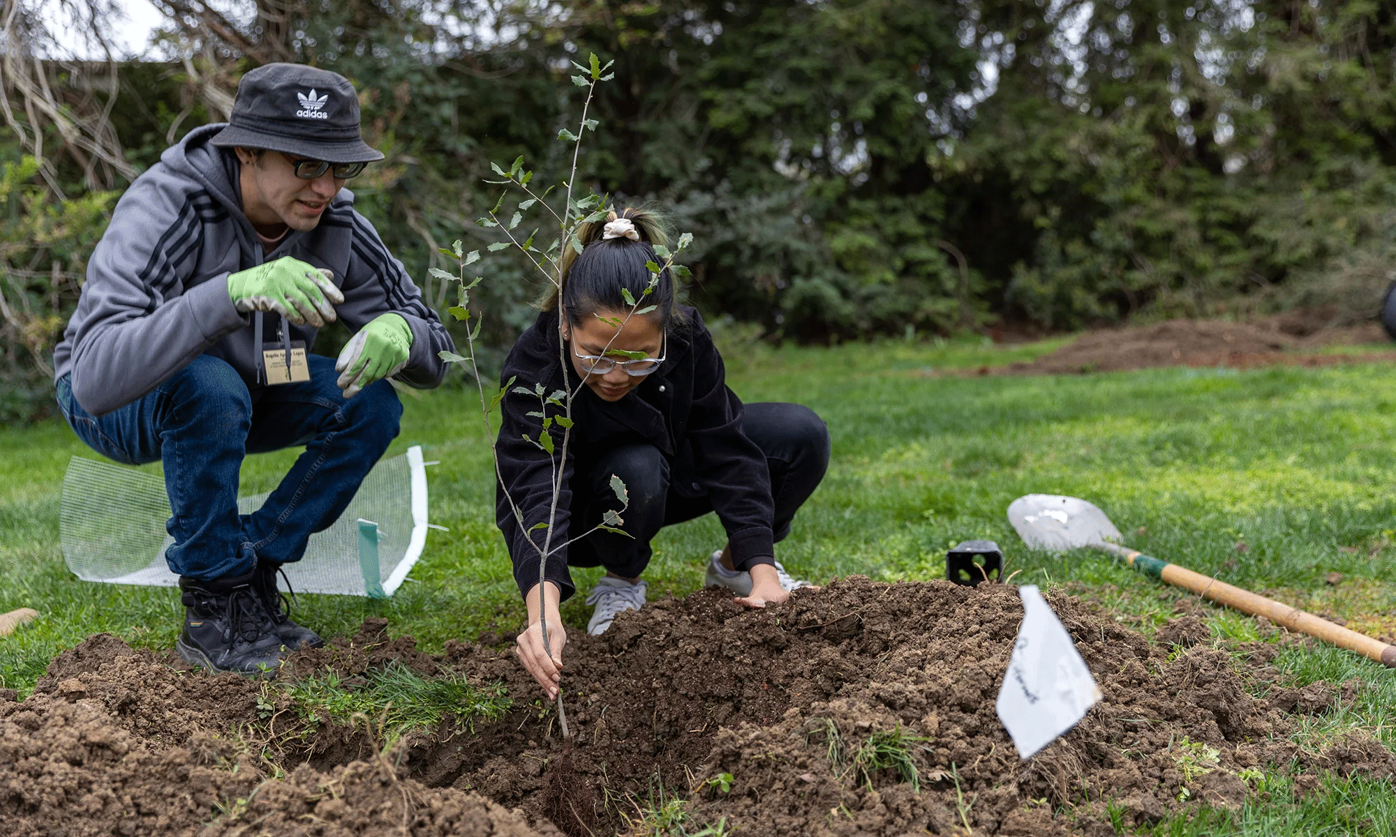 Some of the more than 400 trees included in the trial are still in the process of being planted at dispersed campus trial sites. (Matthew Chan/UC Davis)