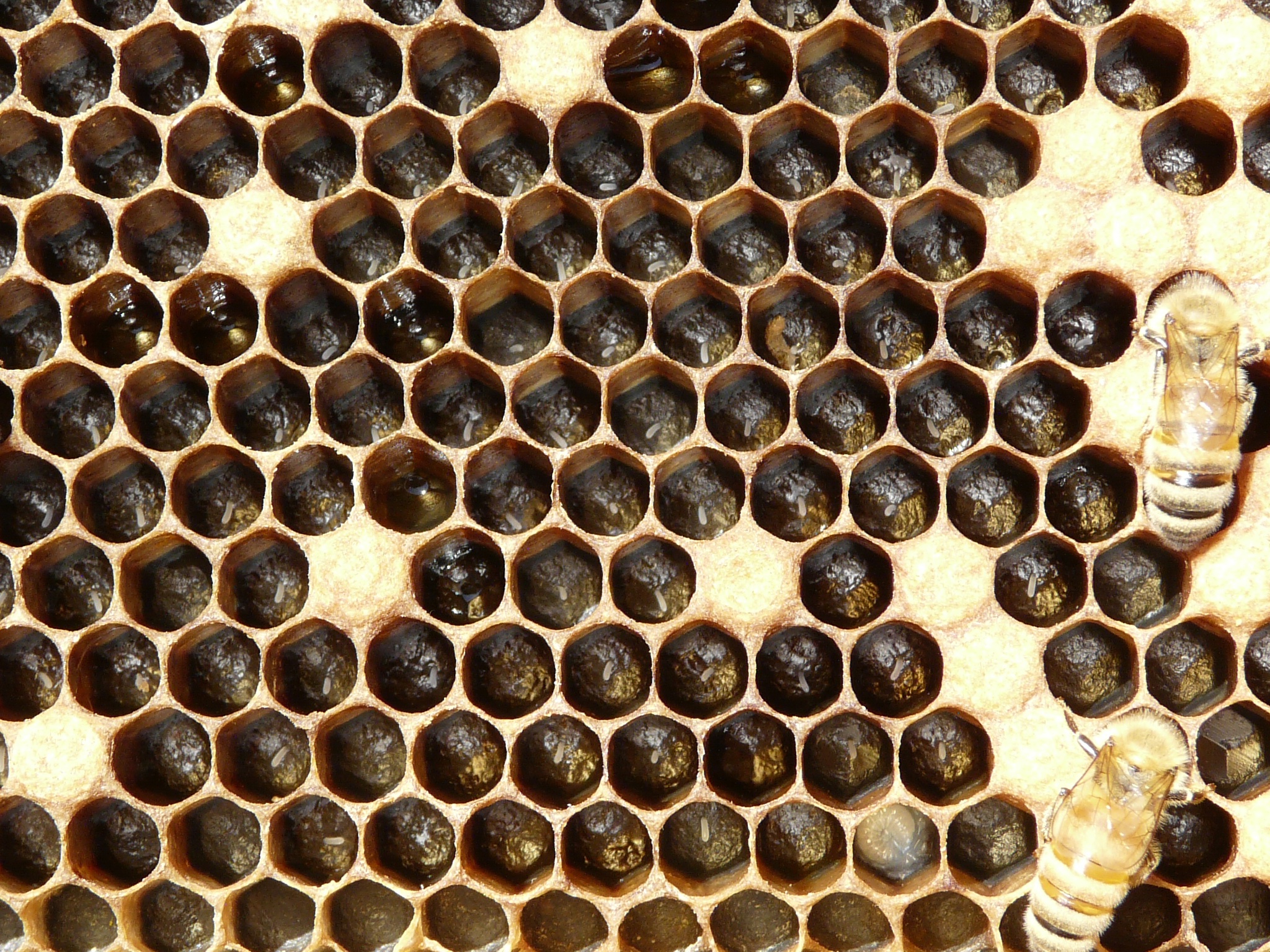Honeycomb with dark-filled hexagonal cells and two worker bees on the right