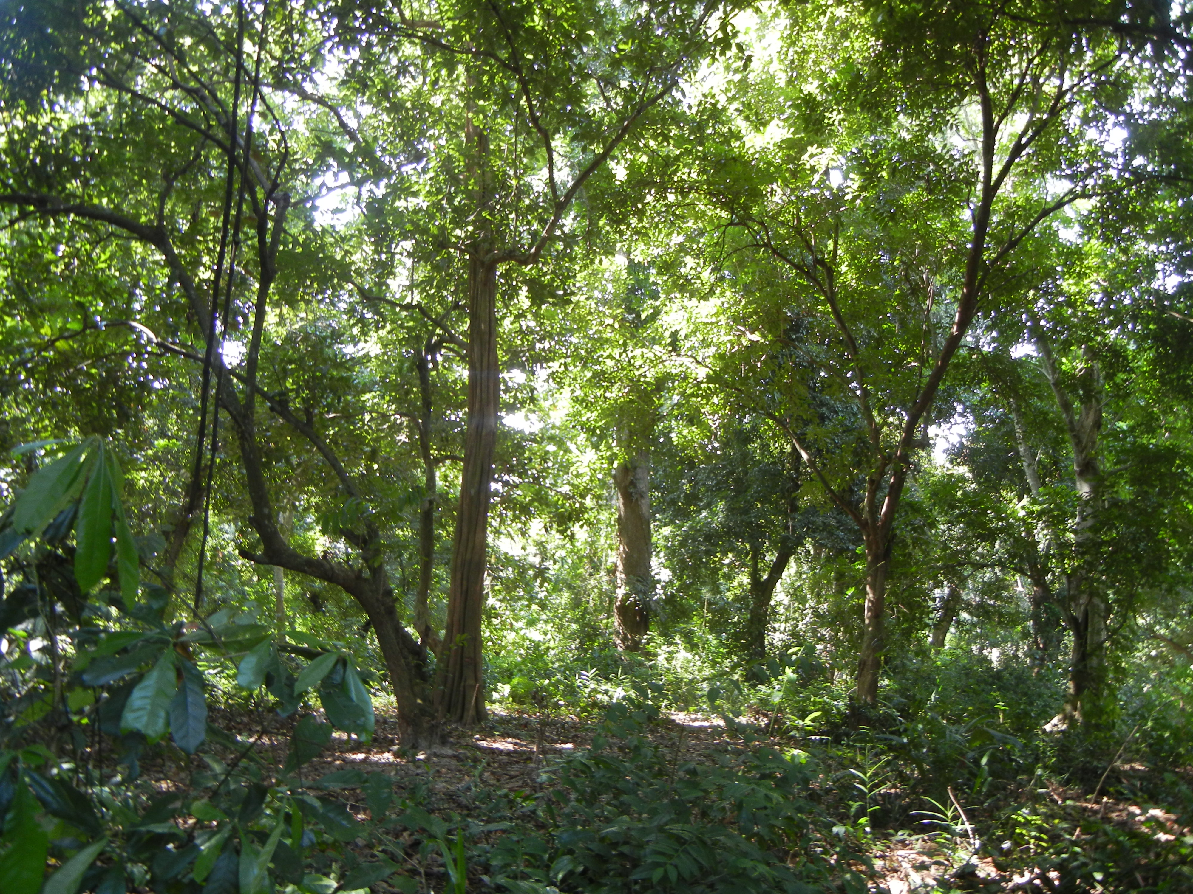 A REDD-protected forest in Pemba, Tanzania. (Amy Collins, UC Davis)