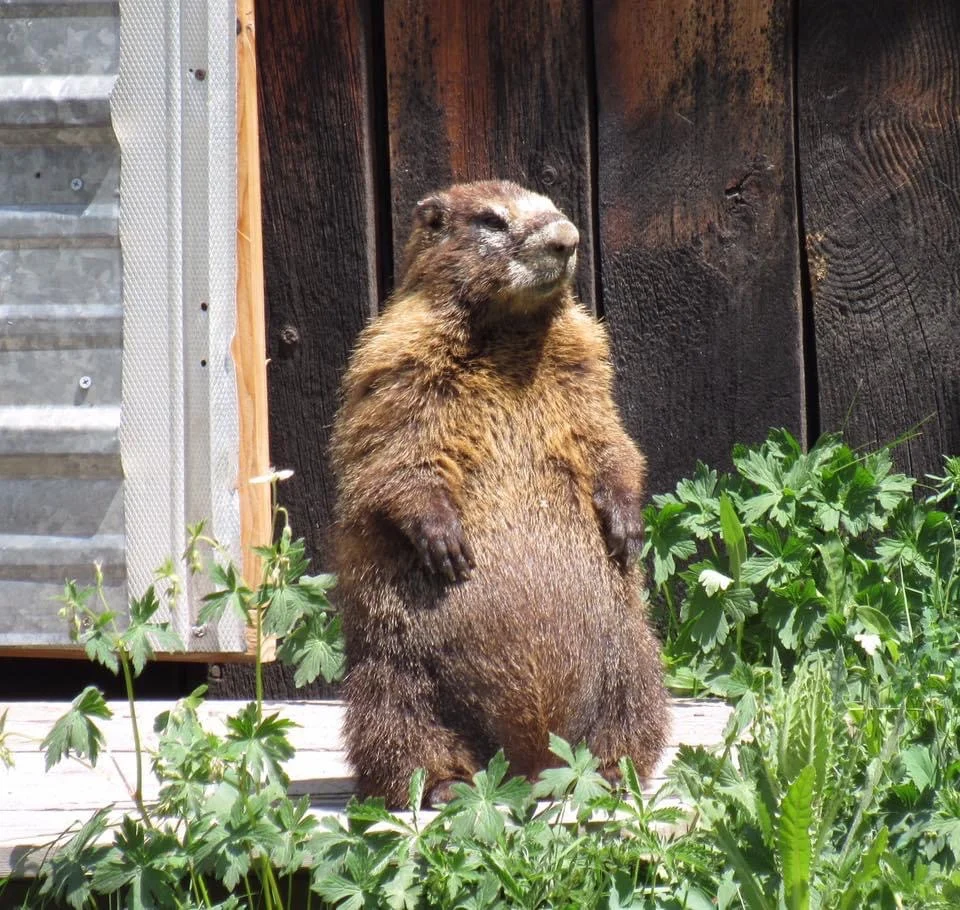 Yellow-bellied marmots prefer grasslands and meadows within the Sierra Nevada. (Aviva Rossi/UC Davis)