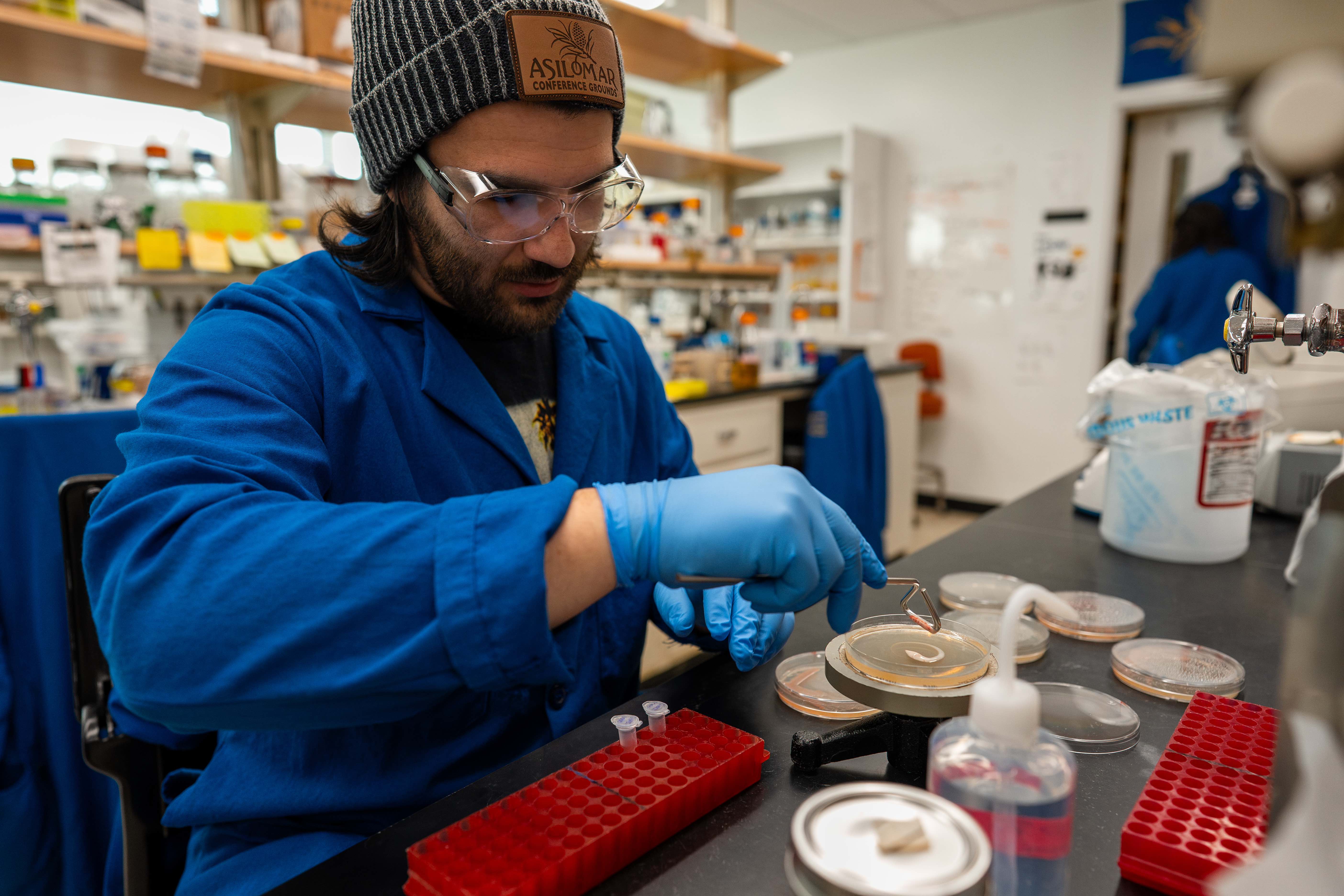 A student in a blue lab coat collecting pink-colored bacteria from a petri dish