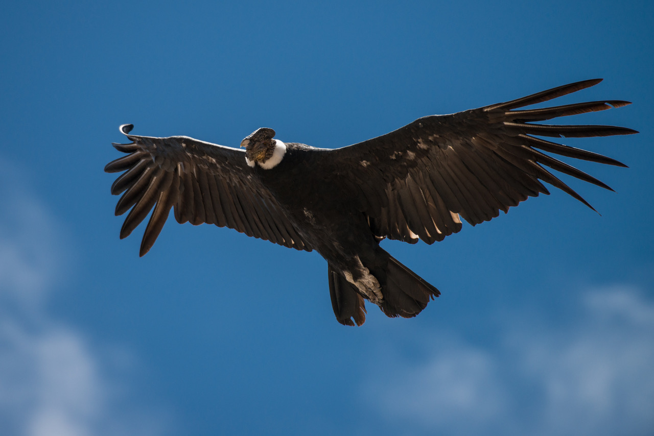An Andean condor soars above San Guillermo National Park, Argentina. (Joe Riis)