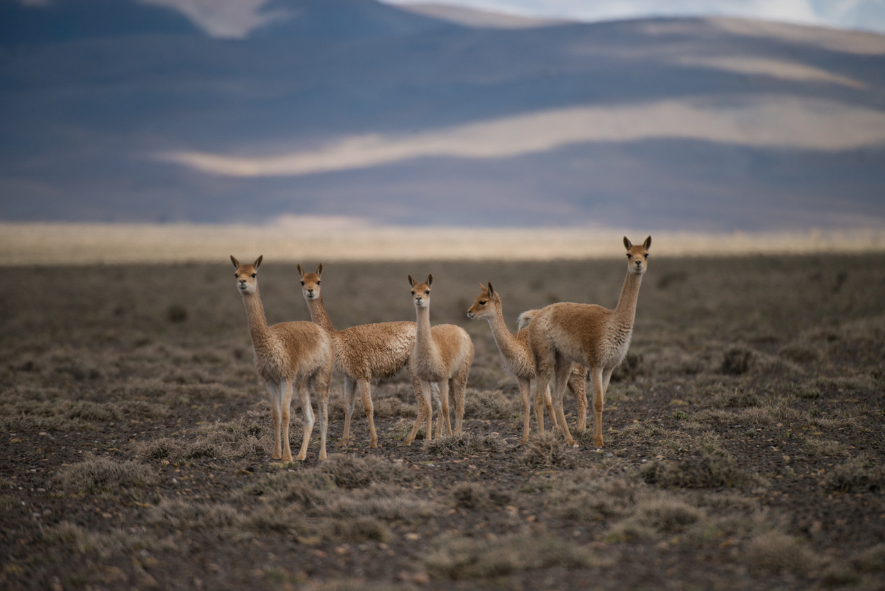 A social group of vicuñas stand vigilant in the plains of San Guillermo National Park, Argentina. (Joe Riis)