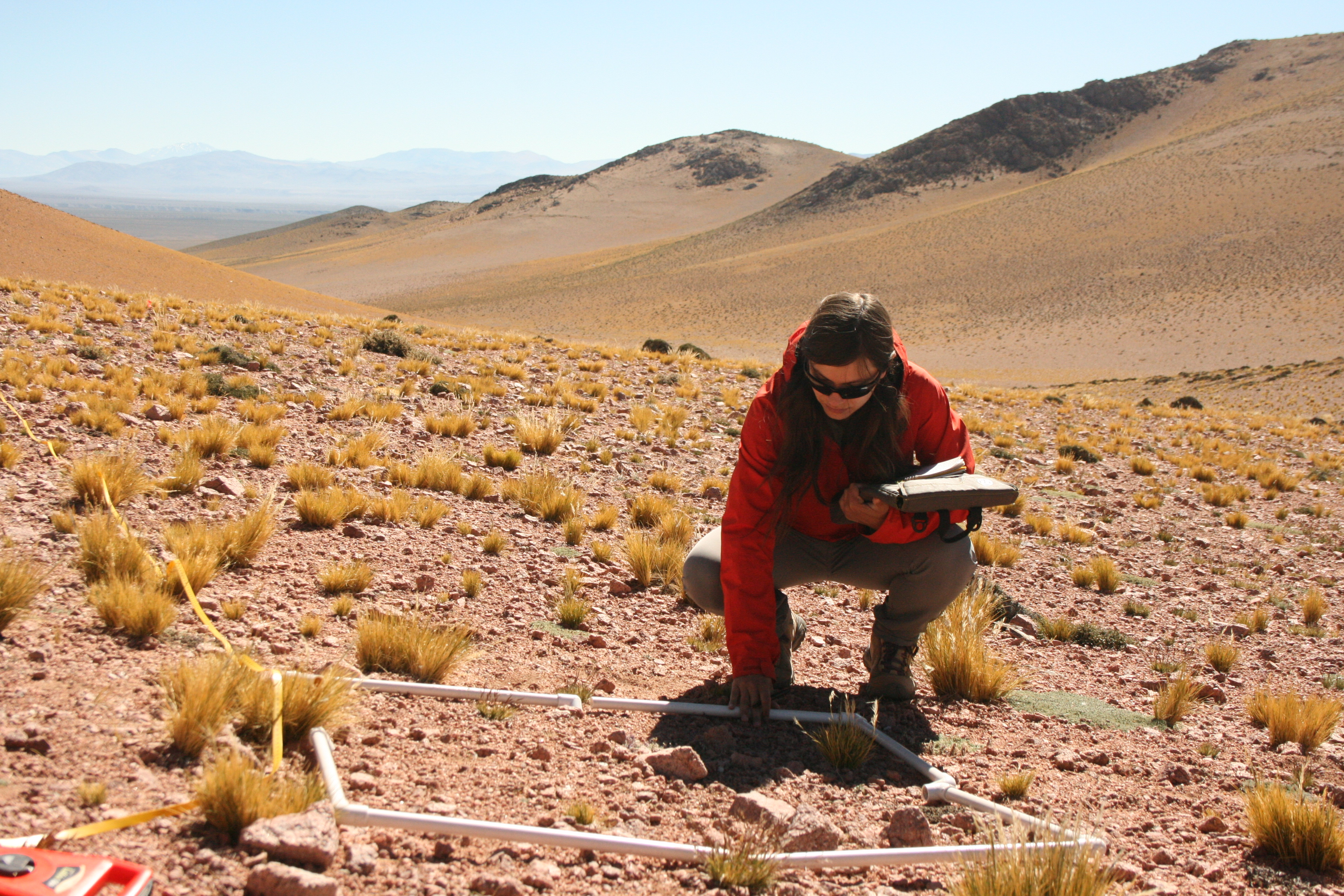 Co-leading author Julia Monk samples vegetation in San Guillermo National Park, Argentina. (Adam Roddy)