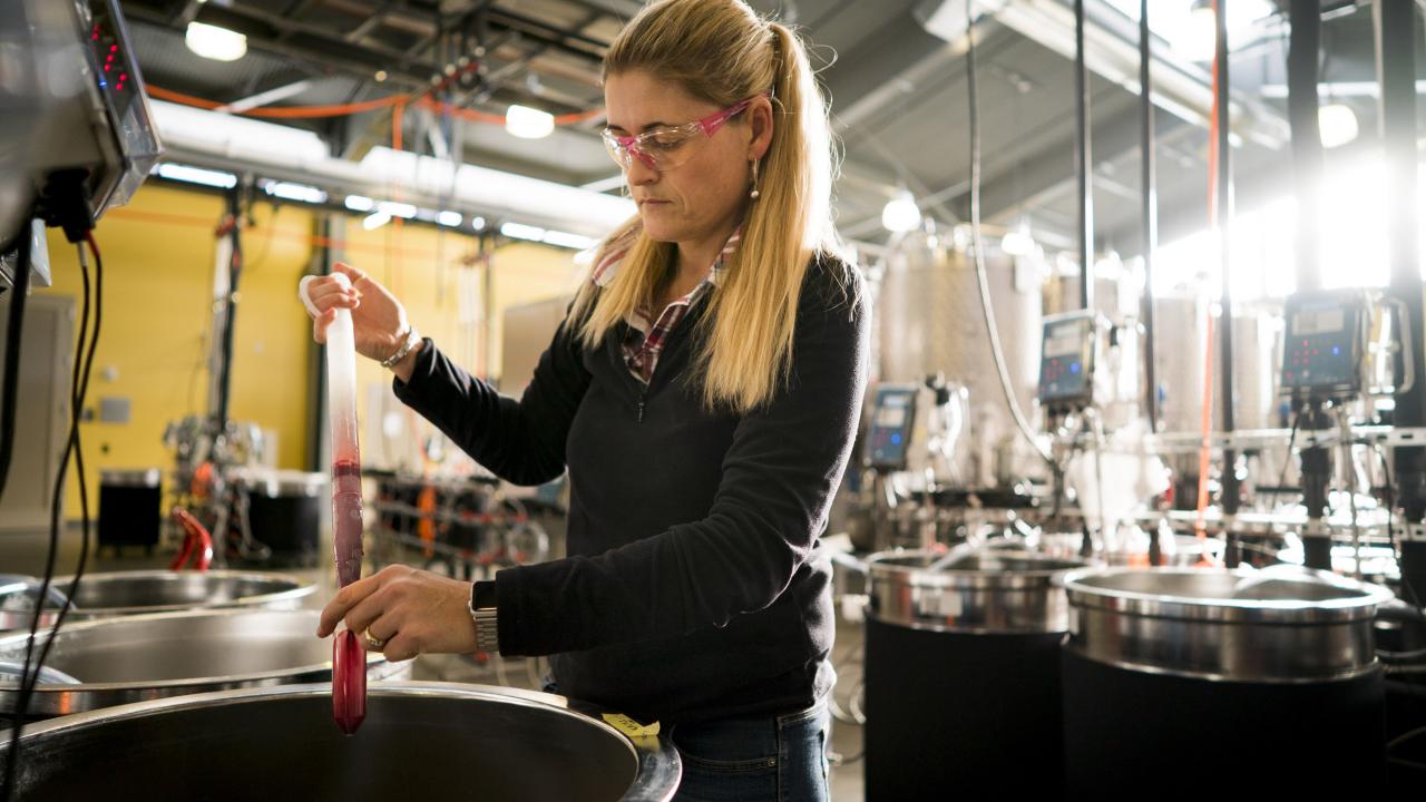 Anita Oberholster uses a large pipette to grab a sample of smoke-exposed wine that’s been sitting in fermentation tanks. (Joe Proudman/UC Davis)