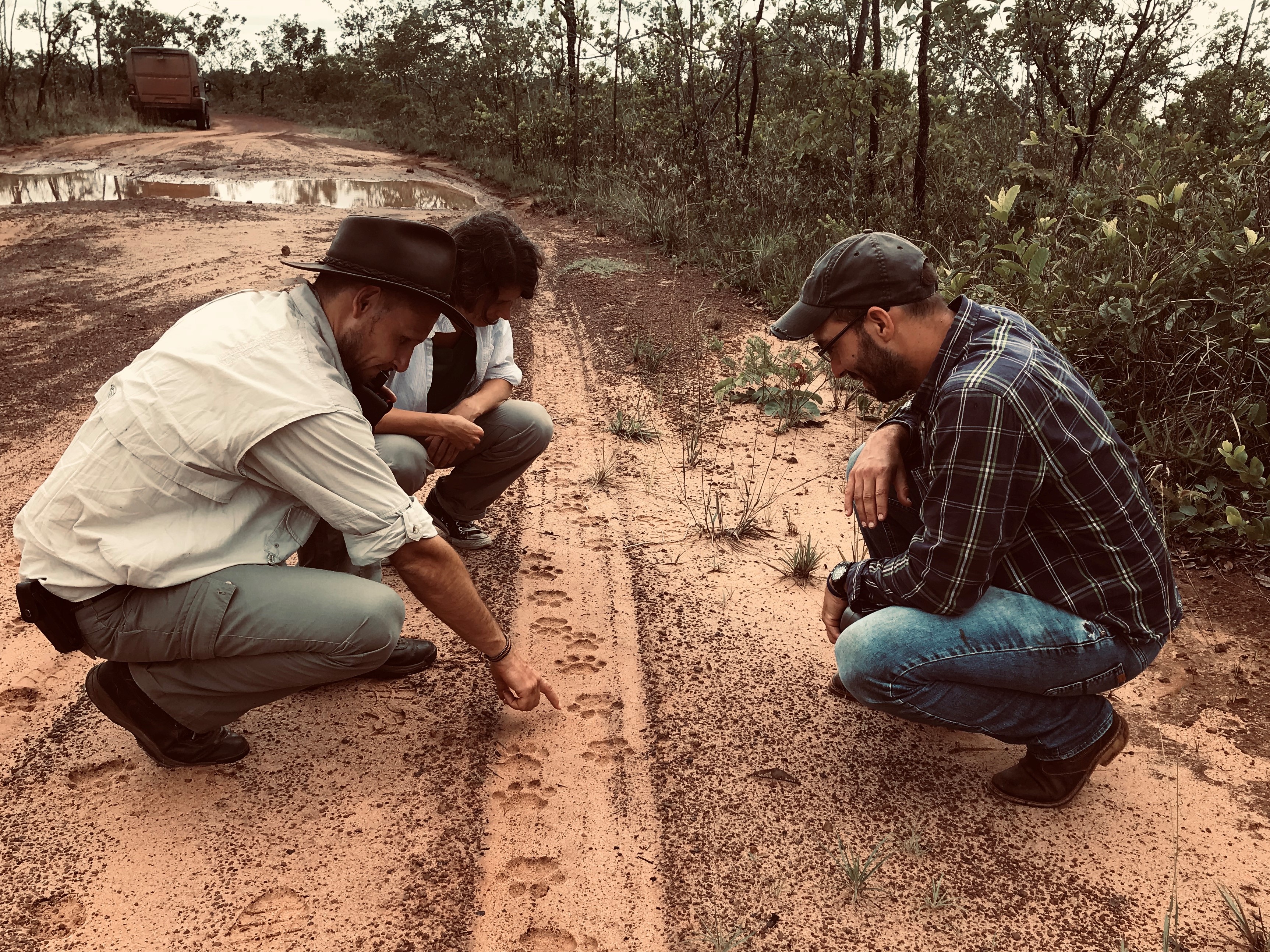 Scientists examine jaguar tracks on a road in the Brazilian Amazon. (Fernanda Cavalcante/PCMC Brasil)