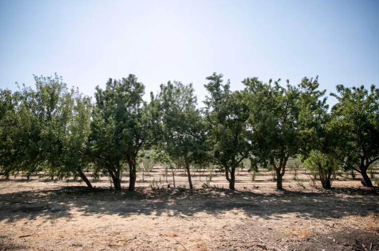 A row of almond trees.