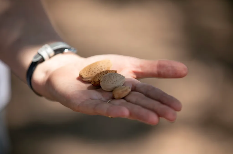 A hand holding almonds of different sizes.
