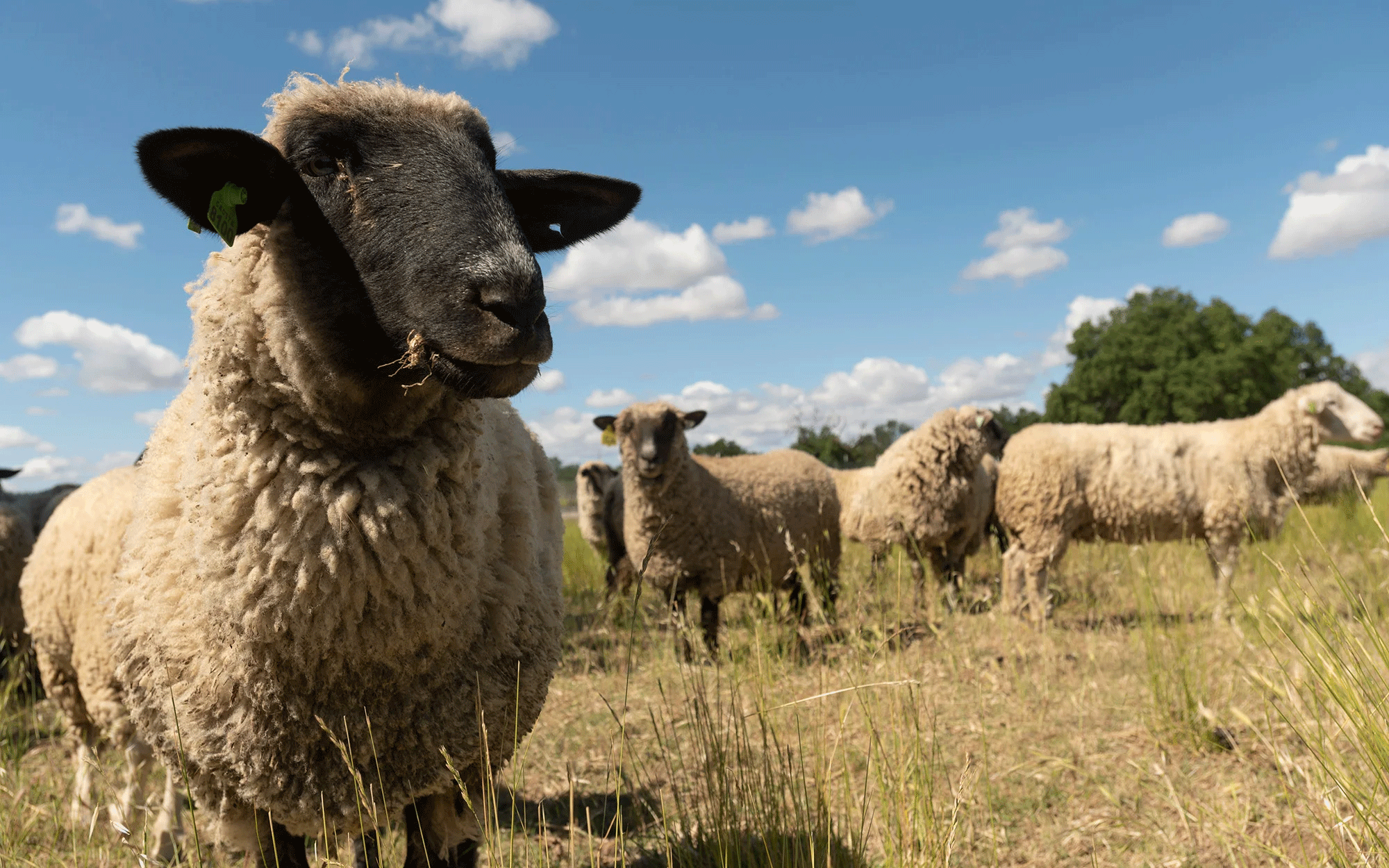 Sheep mowers started on the UC Davis campus in 2021. (Gregory Urquiaga/UC Davis)