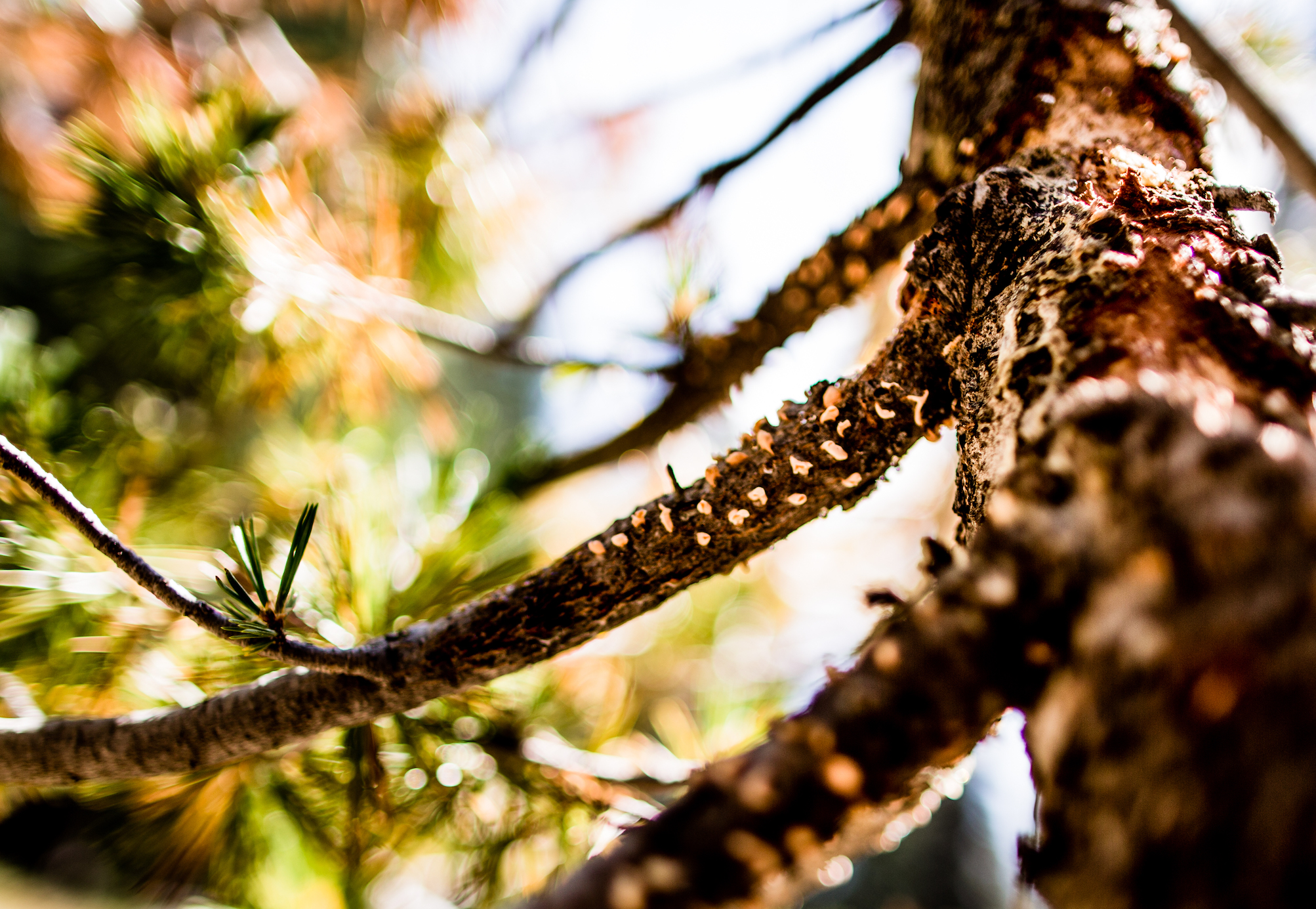 Spores from white pine blister rust disease infect a pine tree in Sequoia and Kings Canyon national parks. (Clayton Boyd)