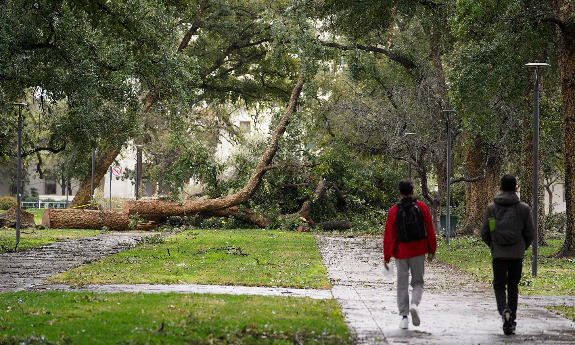 The heavy rains and winds toppled several trees on campus on Jan. 3, 2023. Three oak trees were toppled around Mrak Hall. (Gregory Urquiaga/UC Davis)