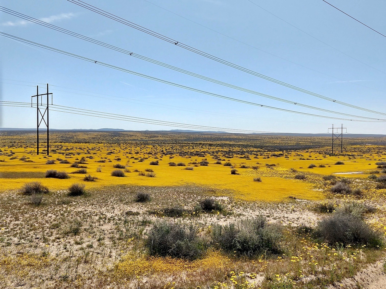 Wildflowers blanket the desert near the UC Davis study site in the Mojave Desert. (Karen Tanner)