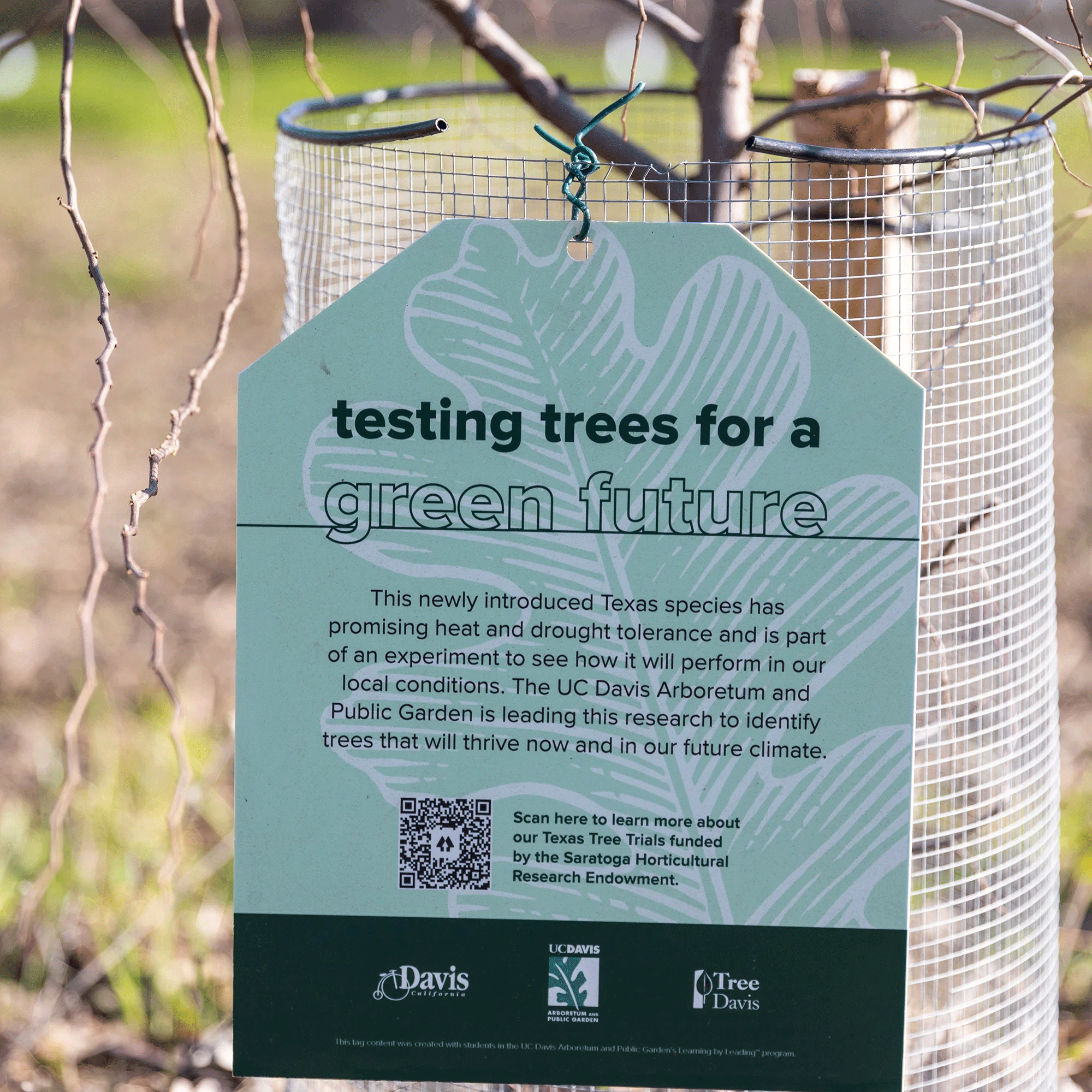 Some of the newly planted trees have signs that explain the experiment. (Matthew Chan/UC Davis)