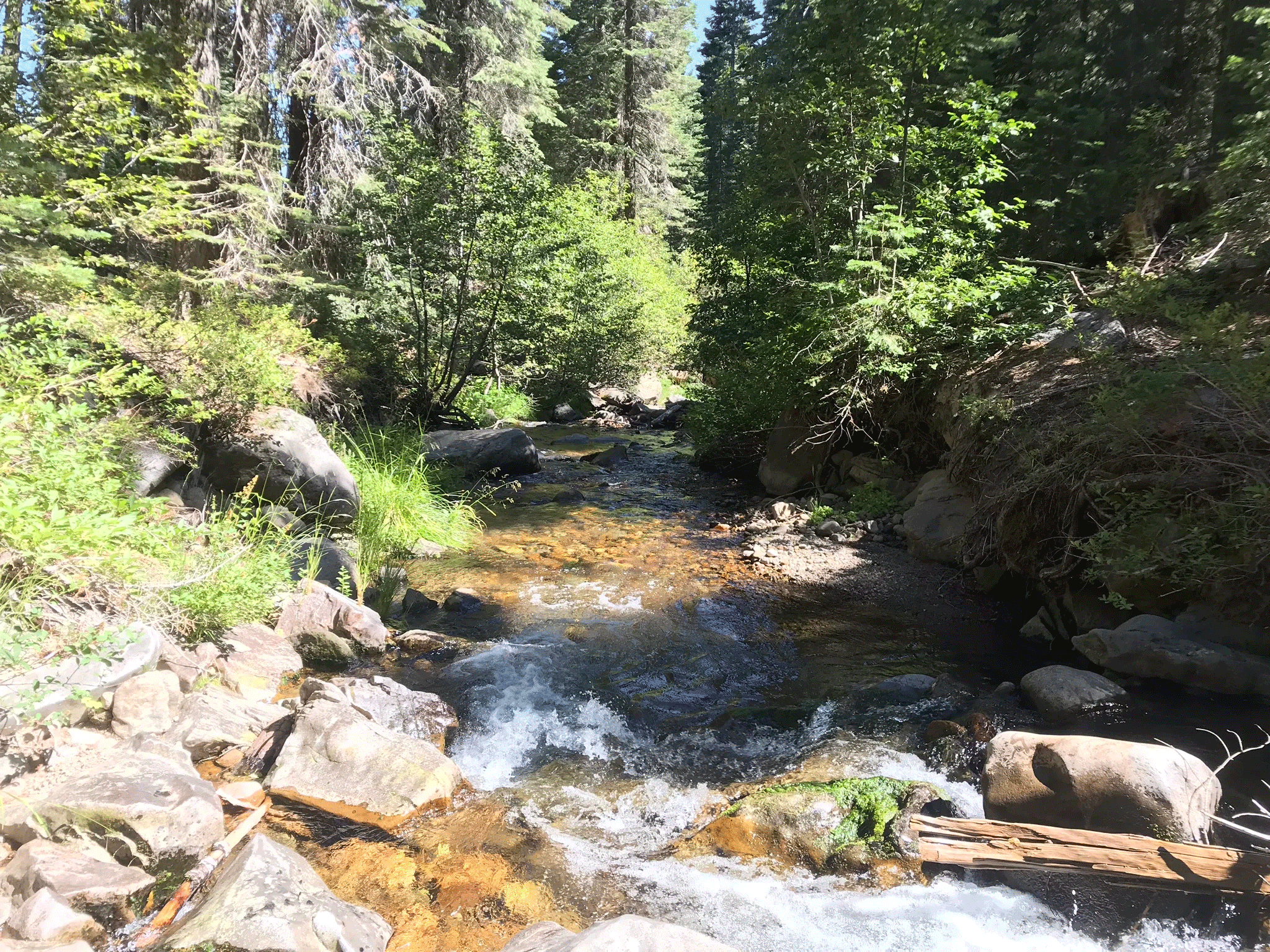 Trout Creek, part of the McCloud River watershed, provides habitat for the McCloud River Redband Trout, or O. mykiss calisulat. (Steve MacMillan)
