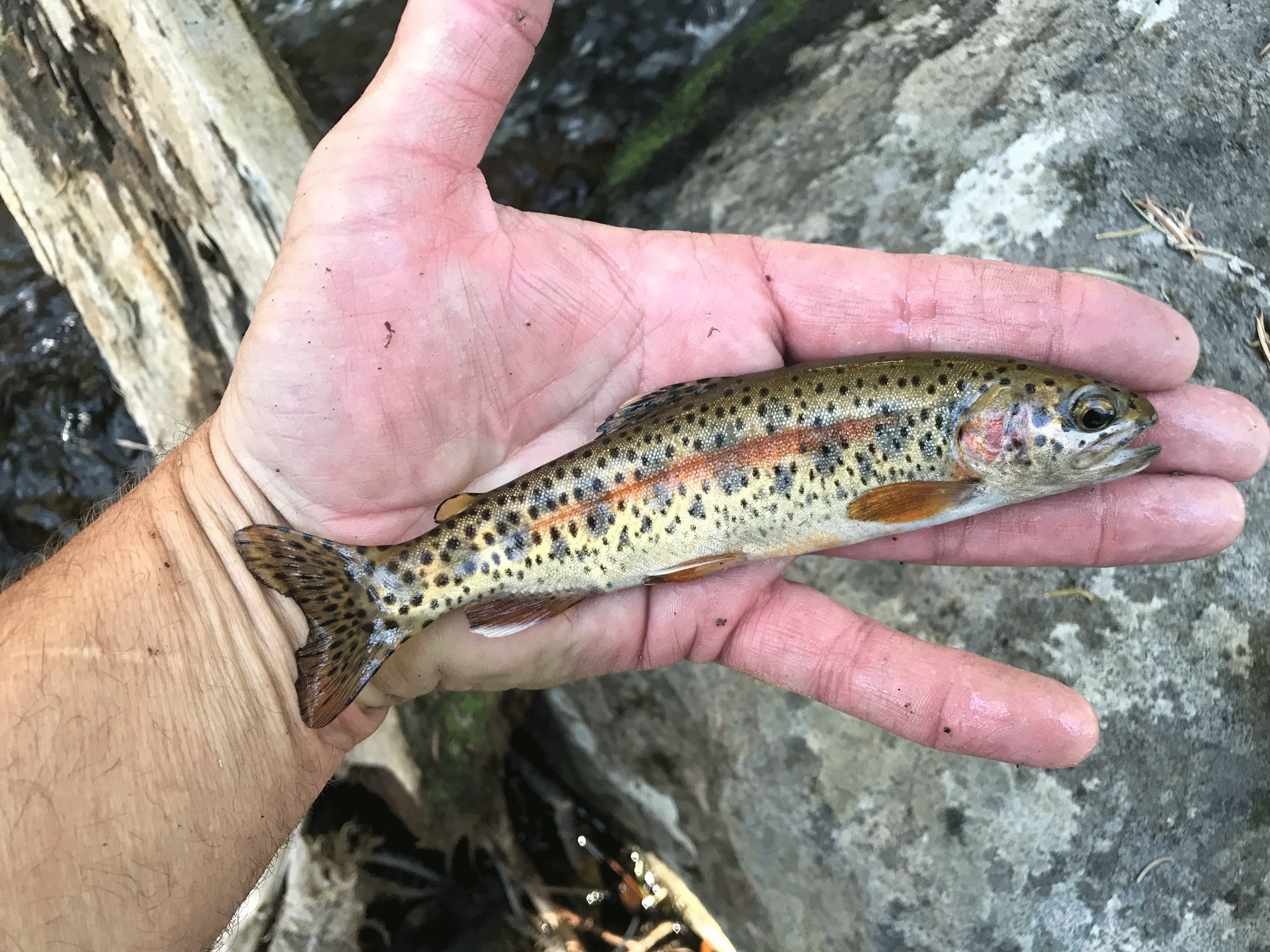 The McCloud River Redband Trout is known as “cali sulat” in the Winnemem Wintu language, with “cali” meaning good or beautiful and “sulat” the term for trout. (Steve MacMillan)