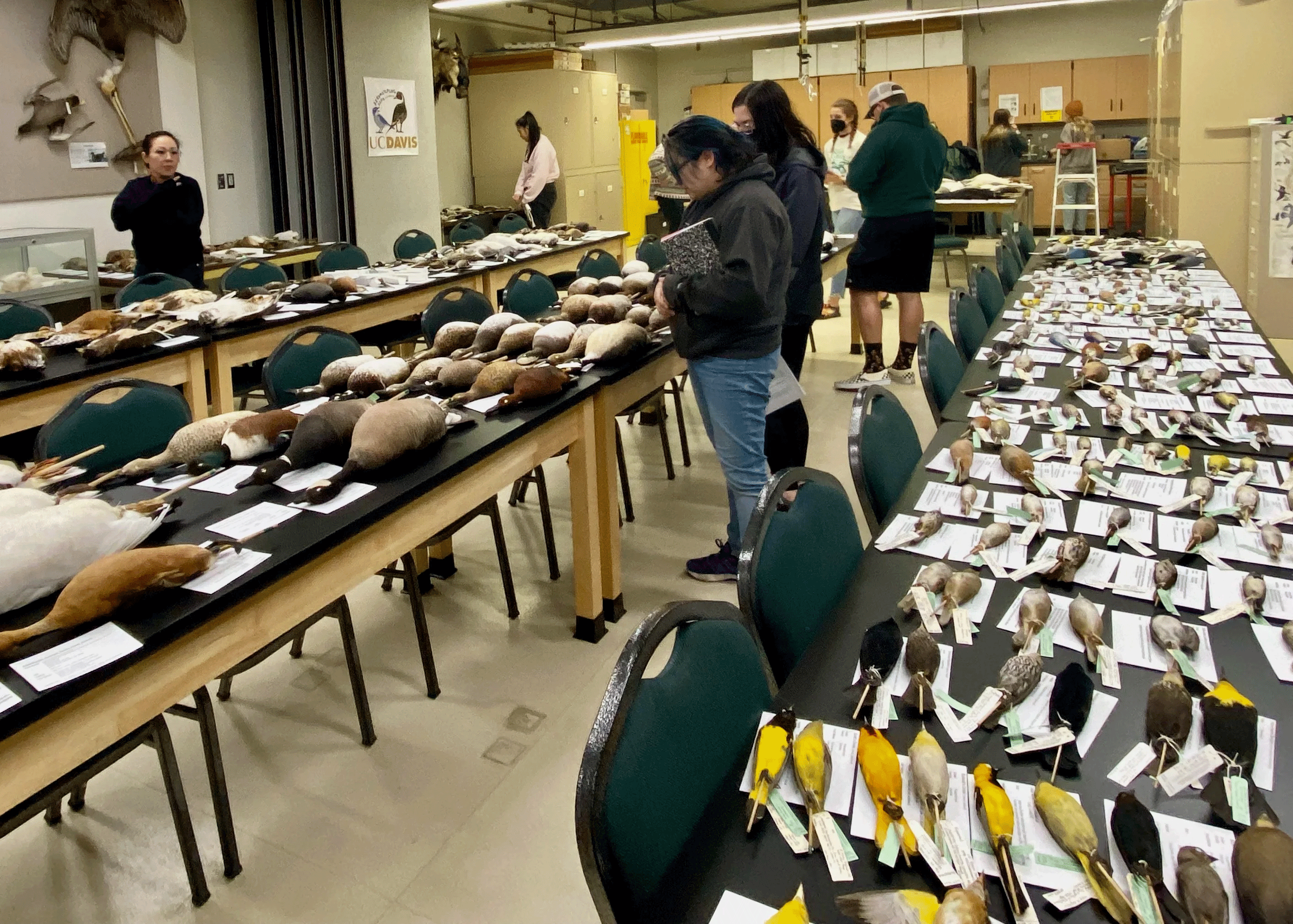 Class in session. Students from WFC 111L study perfectly preserved bird specimens lining the tables as part of the UC Davis course "Laboratory in Biology & Conservation of Wild Birds." (Malia Reiss, UC Davis)