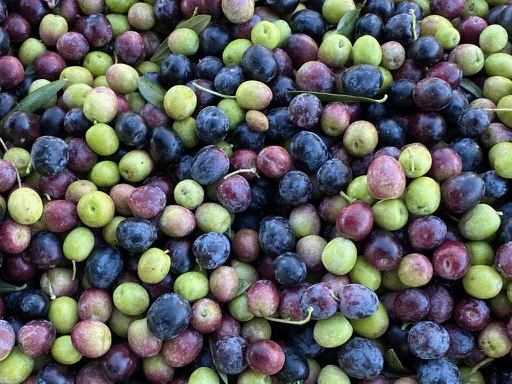 A mixture of green, black and purple olives that were harvested in October 2022.