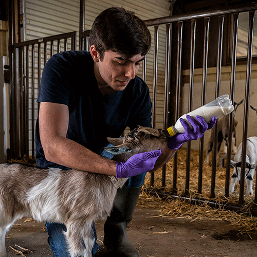 A student bottle feeding goat.