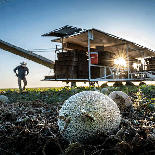 A melon ripens in the field with harvest equipment and people in the background.