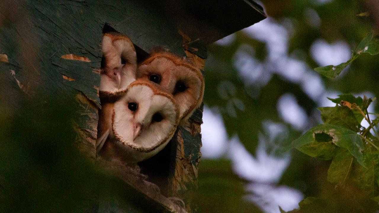 Three barn owls peek out of a nest box in Davis. A UC Davis study found the best time to clean nest boxes is in the fall, before the owls' winter breeding season. (Ryan Bourbour/UC Davis)