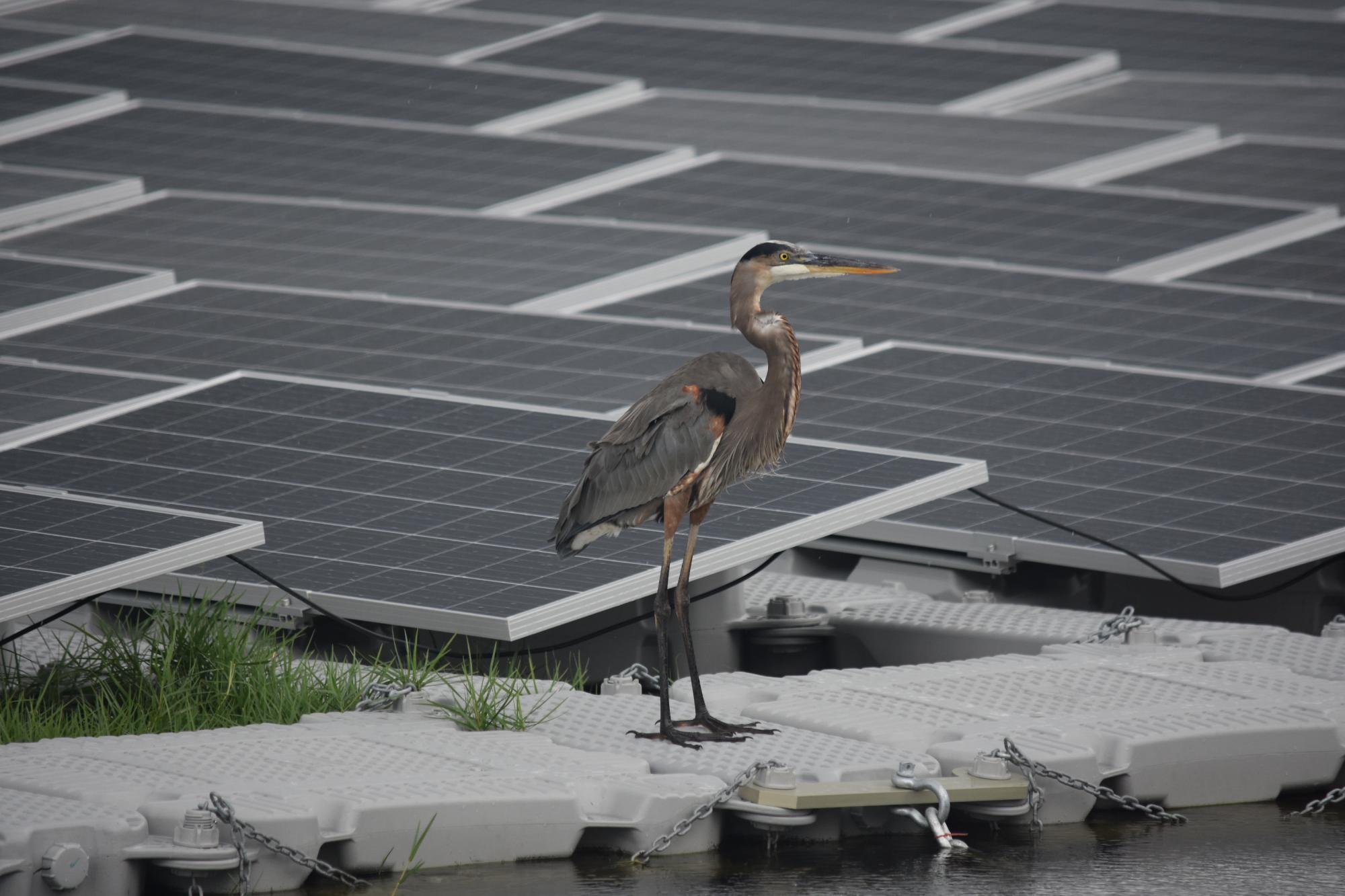 A great blue heron stands next to a floating array of solar panels, or "floatovoltaics." Such installations have the potential to serve both wildlife and clean energy needs. (Rebecca R. Hernandez/UC Davis)