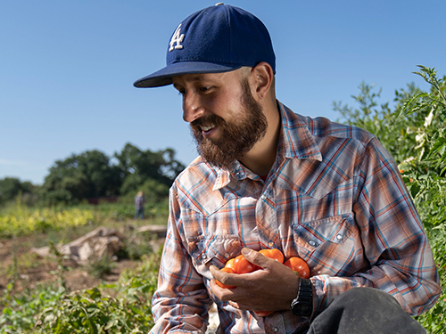 A graduate student harvesting tomatoes at the UC Davis Student Farm.