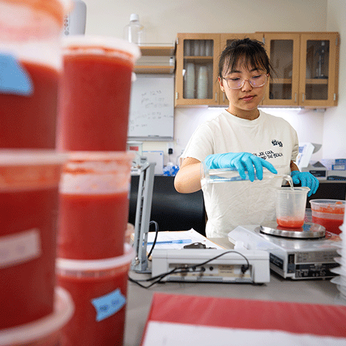 Michele Ayumi Momita is analyzing the tomato puree at the RMI lab.