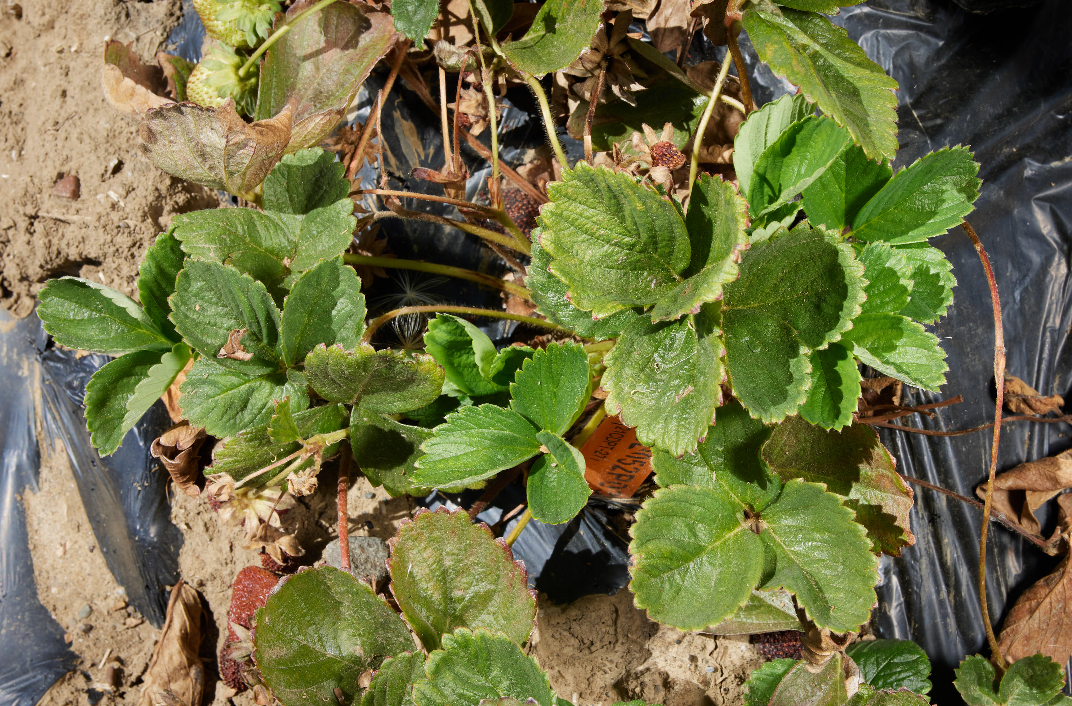 Strawberry plants affected by Fusarium wilt taken at the Armstrong Pathology Farm. Photos by Fred Greaves for UC Davis
