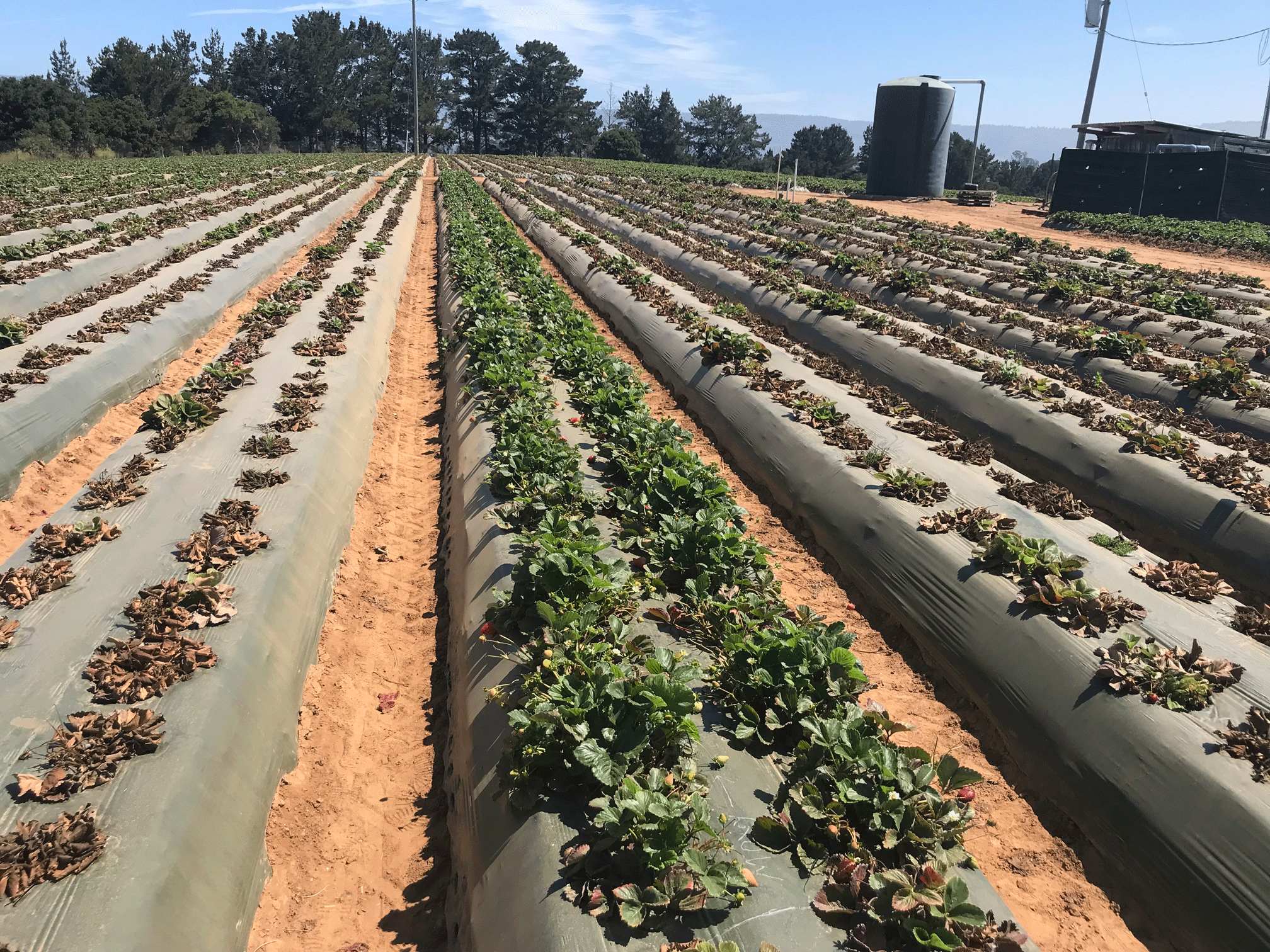 Resistant variety strawberries planted amid cultivars susceptible to Fusarium wilt. Photo courtesy of Glenn Cole