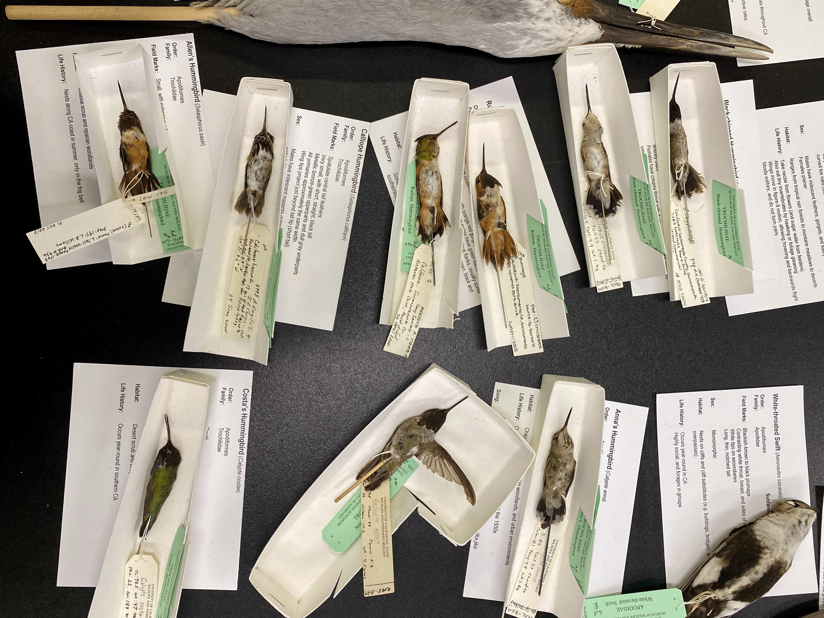 Hummingbird specimens line a table during class. (Malia Reiss, UC Davis.)