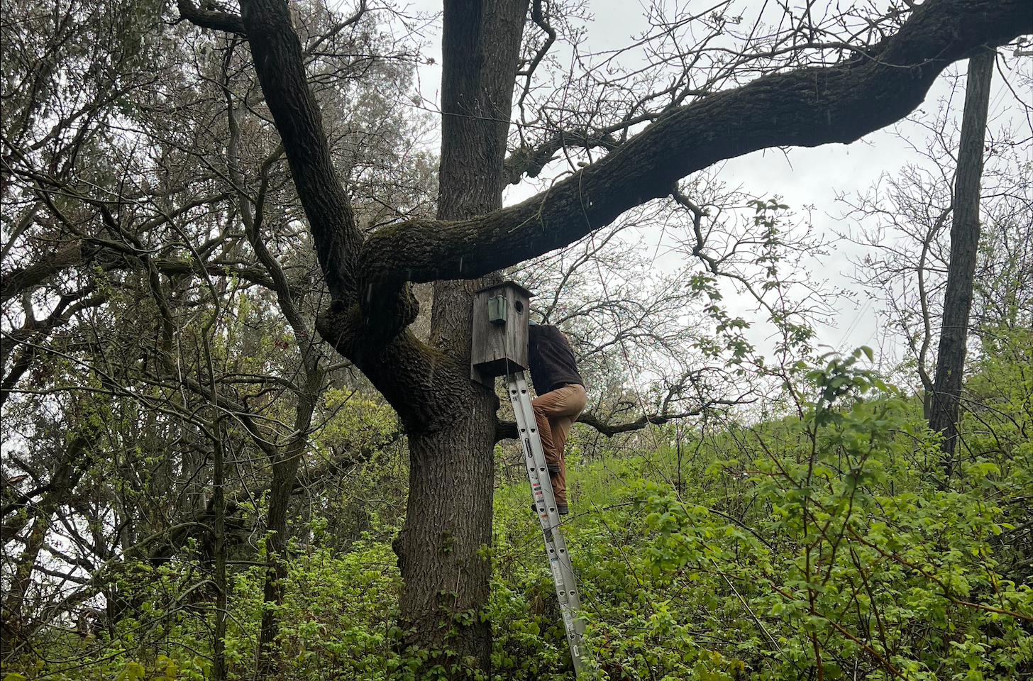 Most of Joe Sweeney's nest boxes were easily accessible. However, some were up to 15 feet high. (Courtesy Joe Sweeney)