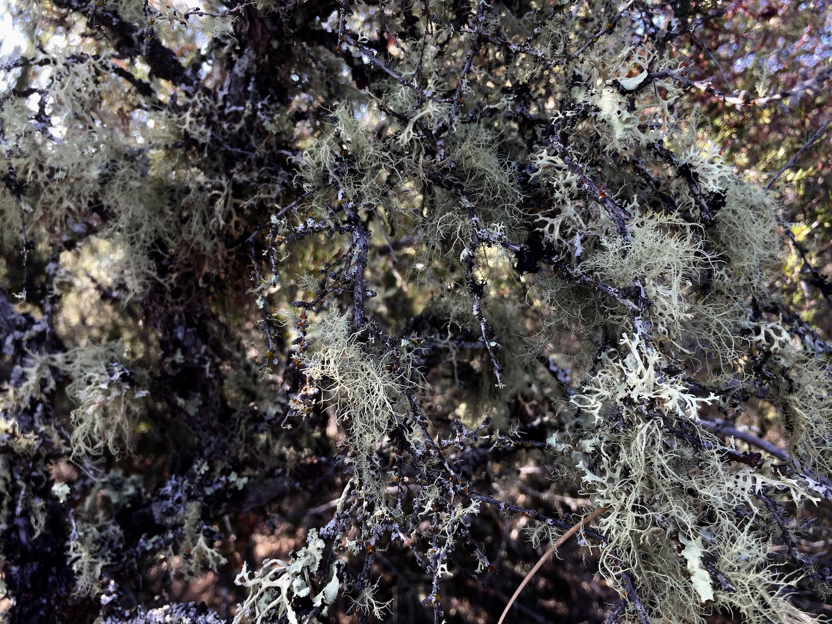 Old-growth lichens, including Usnea spp., Flavoparmelia caperata, Physcia rhizinata, Evernia prunastri, Cetraria merellii, Polycauliona sp., and Parmelia sp., drape off a branch in chaparral shrubland at the Quail Ridge Reserve (Jesse Miller)