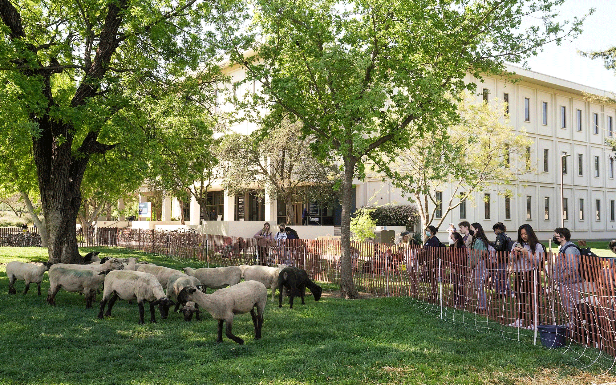 Sheep grazing near the Silo last April attracted many onlookers. (Gregory Urquiaga/UC Davis)