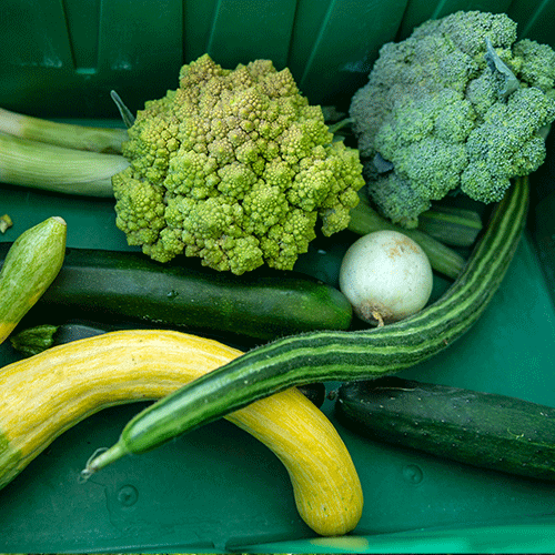 Broccoli, squash and cucumbers in a box.
