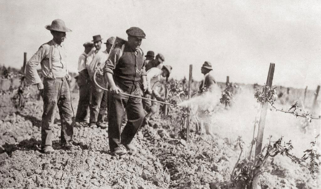 Spraying vineyards. Courtesy University of California