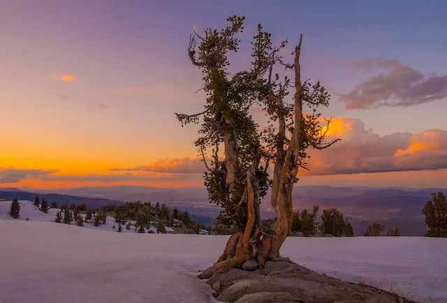 A whitebark pine stands at sunset in the northern Carson Range of the Sierra Nevada. (Quinn Lowrey/QL Ceramics)