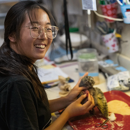 Meirun Zhang, undergraduate museum intern, cleaning and stuffing an owl.