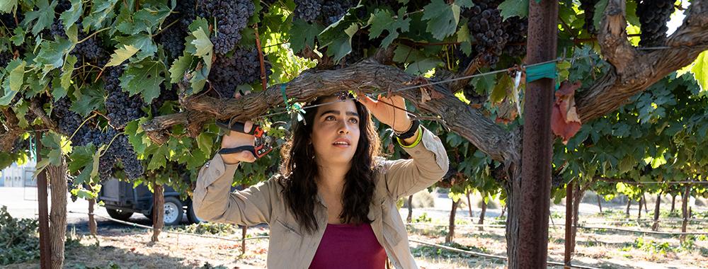Gabriela Fontanesi, a green fellows recipient, in the vineyard out the Robert Mondavi Institute.