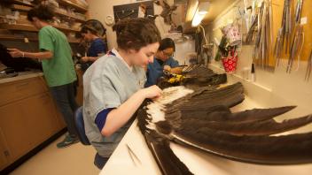 Museum intern Rachel Alsheikh, a senior majoring in wildlife, fish and conservation biology, prepares a California condor specimen for use in research and teaching. (UC Davis/Gregory Urquiaga)