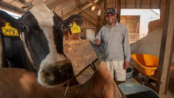 Professor Ermias Kebreab is conducting research with dairy cows to find out if seaweed used as a feed additive can reduce methane emissions from cows. Kebreab was recently named Associate Dean of Global Engagement and Director of the World Food Center.