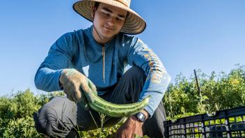 At the UC Davis Student Farm, students plant and harvest fruits and vegetables.