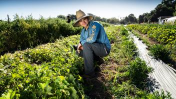 A student harvesting vegetables at the UC Davis Student Farm.
