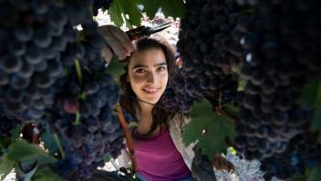 A student harvesting grapes at the UC Davis RMI vineyard.