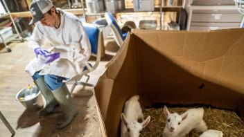 Craig Miramontes, an animal science major and a resident at the Goat Barn and Dairy takes care of the milking and processing of newly born goats.