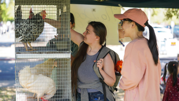 The Laying Hens hands-on exhibit at Meyer Hall during Picnic Day on April 15, 2023.