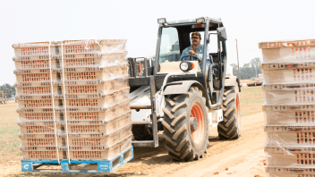 A tractor lifts several cartons of tomatoes at Russell Ranch.
